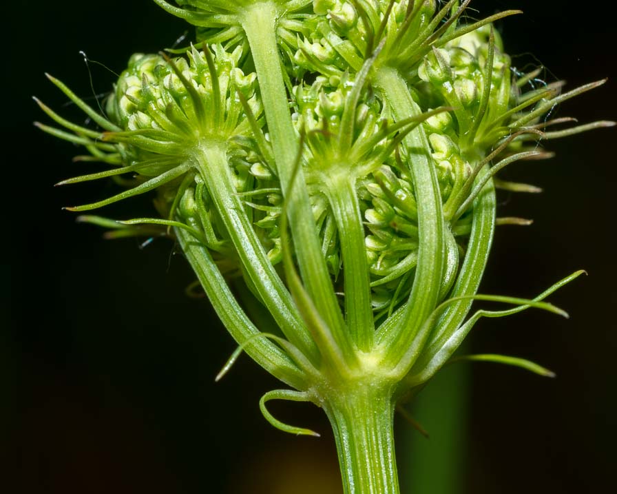 Oenanthe pimpinelloides / Finocchio acquatico comune